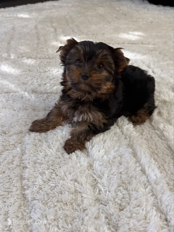 Luna – Yorkshire Terrier puppy for sale in Orangevale, CA