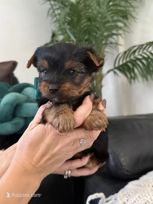 Teddy – Yorkshire Terrier puppy for sale in Orangevale, CA