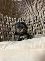 Luna (AKC), a female Yorkshire Terrier for sale in Orangevale, CA – 7 of 7