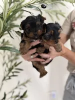 Bobi, a male Yorkshire Terrier for sale in Orangevale, CA – 3 of 10