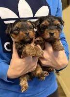 Boy1, a male Yorkshire Terrier for sale in Orangevale, CA – Photo 2 of 10
