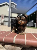 Boy1, a male Yorkshire Terrier for sale in Orangevale, CA – Photo 2 of 10