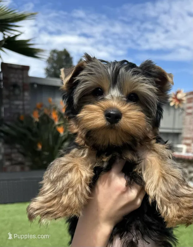 Boy1 – Yorkshire Terrier puppy for sale in Orangevale, CA