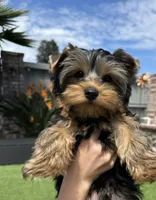 Boy1(AKC), a male Yorkshire Terrier for sale in Orangevale, CA – Photo 3 of 10