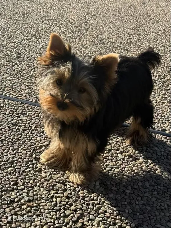 Boy1(AKC) – Yorkshire Terrier puppy for sale in Orangevale, CA