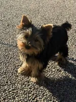 Boy1(AKC), a male Yorkshire Terrier for sale in Orangevale, CA – Photo 1 of 10