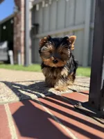 Boy1, a male Yorkshire Terrier for sale in Orangevale, CA – Photo 6 of 10