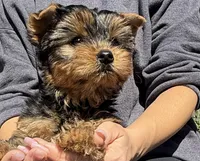 Boy1, a male Yorkshire Terrier for sale in Orangevale, CA – Photo 7 of 10