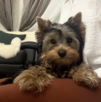 Boy1(AKC), a male Yorkshire Terrier for sale in Orangevale, CA – 5 of 10
