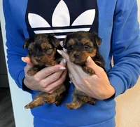 Boy1, a male Yorkshire Terrier for sale in Orangevale, CA – Photo 6 of 10