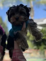 Boy1, a male Yorkshire Terrier for sale in Orangevale, CA – Photo 1 of 10