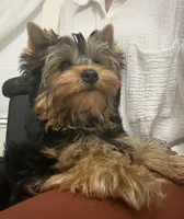 Boy1(AKC), a male Yorkshire Terrier for sale in Orangevale, CA – 6 of 10