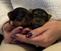 Boy1, a male Yorkshire Terrier for sale in Orangevale, CA – Photo 8 of 10