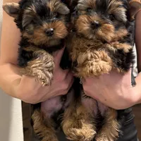 Boy1, a male Yorkshire Terrier for sale in Orangevale, CA – Photo 8 of 10