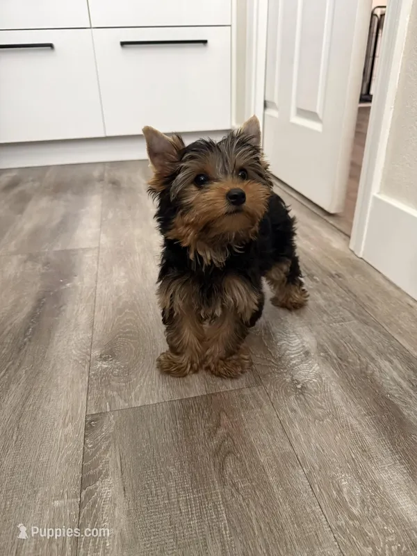 Boy1 – Yorkshire Terrier puppy for sale in Orangevale, CA