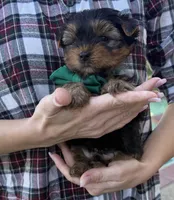 Boy1, a male Yorkshire Terrier for sale in Orangevale, CA – Photo 1 of 10