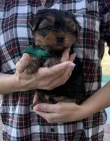 Boy1, a male Yorkshire Terrier for sale in Orangevale, CA – Photo 9 of 10