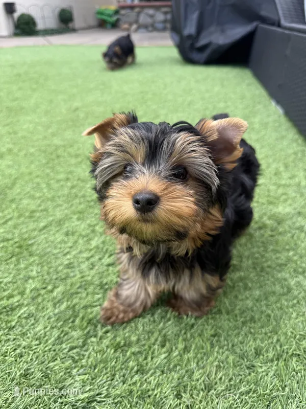 Boy1 – Yorkshire Terrier puppy for sale in Orangevale, CA