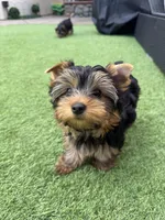 Boy1, a male Yorkshire Terrier for sale in Orangevale, CA – Photo 5 of 10