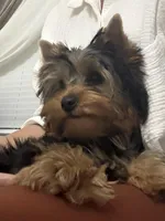 Boy1(AKC), a male Yorkshire Terrier for sale in Orangevale, CA – 3 of 10