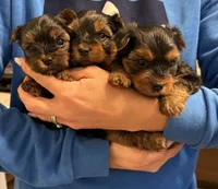 Boy1, a male Yorkshire Terrier for sale in Orangevale, CA – Photo 5 of 10