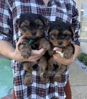 Boy1, a male Yorkshire Terrier for sale in Orangevale, CA – Photo 10 of 10