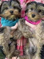 Boy1, a male Yorkshire Terrier for sale in Orangevale, CA – Photo 4 of 10