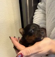 Boy1, a male Yorkshire Terrier for sale in Orangevale, CA – Photo 4 of 10