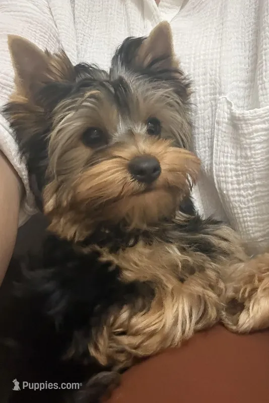 Boy1(AKC) – Yorkshire Terrier puppy on hold in Orangevale, CA