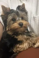 Boy1(AKC), a male Yorkshire Terrier for sale in Orangevale, CA – 1 of 10