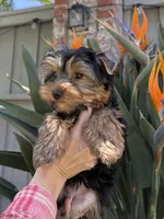 Boy1, a male Yorkshire Terrier for sale in Orangevale, CA – Photo 3 of 10