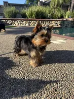 Boy1(AKC), a male Yorkshire Terrier for sale in Orangevale, CA – Photo 9 of 10