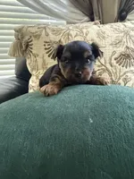 Luna, a female Yorkshire Terrier for sale in Orangevale, CA – 2 of 5