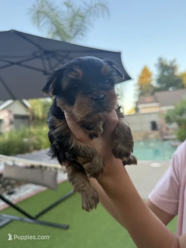 Teddy – Yorkshire Terrier puppy for sale in Orangevale, CA