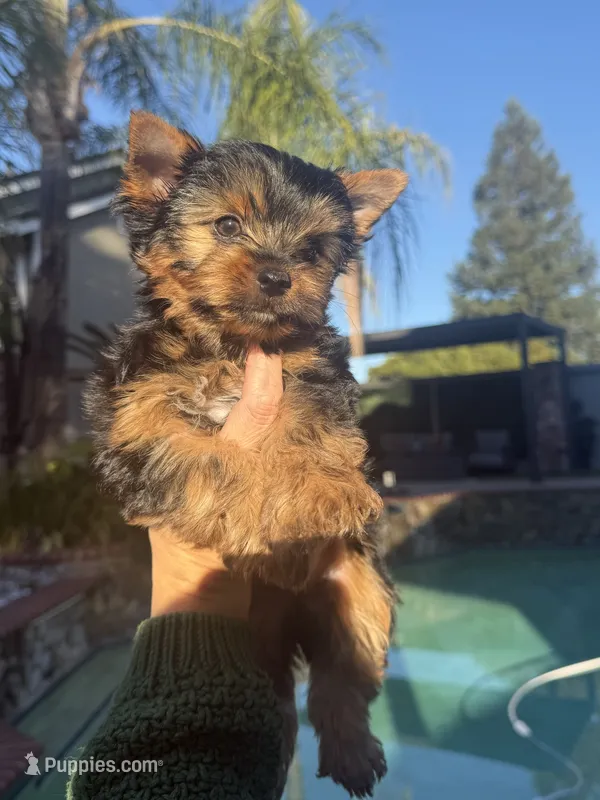 Teddy(Akc) – Yorkshire Terrier puppy for sale in Orangevale, CA
