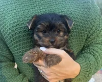Luna (AKC), a female Yorkshire Terrier for sale in Orangevale, CA – 4 of 7