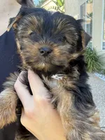 Luna (AKC), a female Yorkshire Terrier for sale in Orangevale, CA – 3 of 7