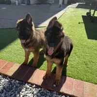 Puppy, a male German Shepherd Dog for sale in Orangevale, CA – Photo 5 of 7