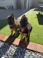 Puppy, a male German Shepherd Dog for sale in Orangevale, CA – Photo 8 of 8