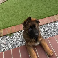 Puppy, a male German Shepherd Dog for sale in Orangevale, CA – Photo 6 of 7