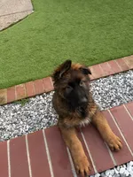 Puppy, a male German Shepherd Dog for sale in Orangevale, CA – Photo 5 of 8