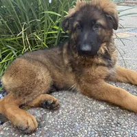 Puppy, a male German Shepherd Dog for sale in Orangevale, CA – Photo 3 of 7