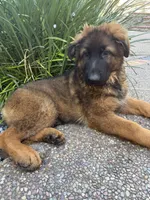 Puppy, a male German Shepherd Dog for sale in Orangevale, CA – Photo 2 of 8