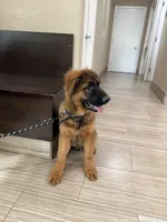 Puppy, a male German Shepherd Dog for sale in Orangevale, CA – Photo 1 of 7