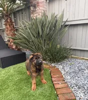 Puppy, a male German Shepherd Dog for sale in Orangevale, CA – Photo 7 of 8