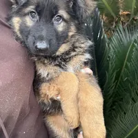 Puppy, a male German Shepherd Dog for sale in Orangevale, CA – Photo 7 of 7