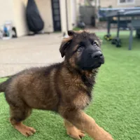 Puppy, a male German Shepherd Dog for sale in Orangevale, CA – Photo 2 of 7