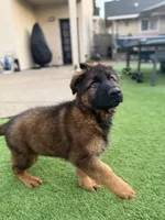 Puppy, a male German Shepherd Dog for sale in Orangevale, CA – Photo 1 of 8