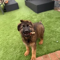 Puppy, a male German Shepherd Dog for sale in Orangevale, CA – Photo 4 of 7