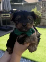Bobi, a male Yorkshire Terrier for sale in Orangevale, CA – 7 of 10